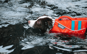 life jacket