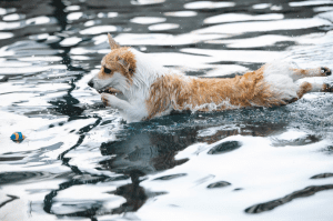 swimming dog