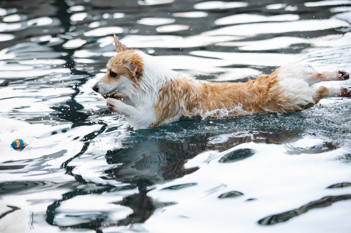 Must Have Dog Swimming Essentials  